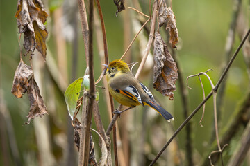 Himalayan bird, minla, chestnut tail, gray plumage, forest bird, Nepal wildlife, passerine, alpine bird, birdwatching, nature photography