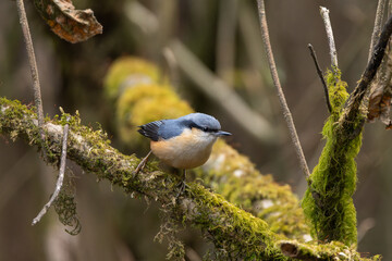 White-tailed Nuthatch clings to a tree trunk in Himalayan forests, its distinctive white tail and blue-gray body standing out as it forages for insects along bark and branches.