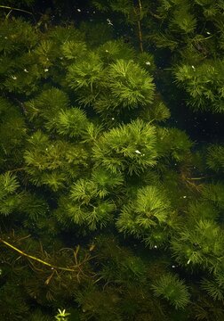 Detailed view of lush aquatic macrophytes thriving beneath the surface of a shallow, flowing freshwater stream environment ,clean ,ecosystem ,environment