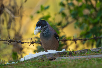Black-headed Jay feeding on boiled rice scattered on the ground, it forages confidently in a Himalayan village setting.