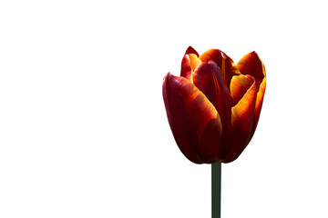 Tulip flower isolated on a white background, close up, space for text, background, advertising, isolated, copy space,