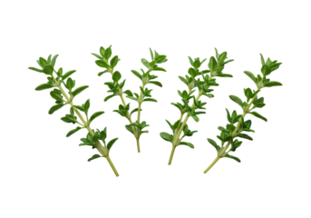 Four vibrant green, moist thyme sprigs with delicate stems, sharply focused on a clean transparent background with copy space, soft studio lighting, pristine product photography concept