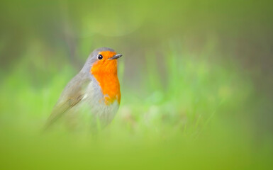 Fototapeta premium Cute bird robin. Nature background. Bird: European Robin. Erithacus rubecula.