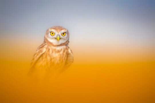 Owl. Colorful nature background. Little owl. 
