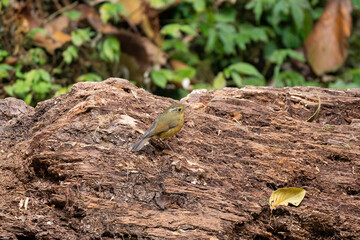 White-browed Bush-robin foraging among leaf litter, its bold white eyebrow and warm orange breast glowing softly as it searches for insects in the cool Himalayan forest.