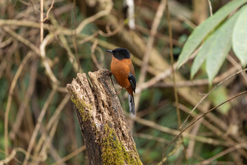 Rufous Sibia perched gracefully on a branch, its vibrant rufous body and striking black face standing out against the lush Himalayan forest backdrop.