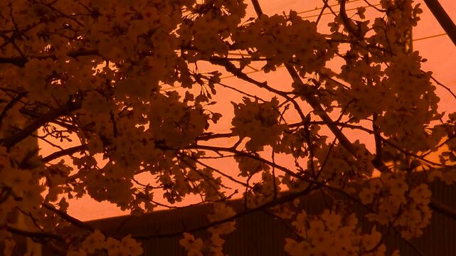 Golden cherry blossom silhouettes at sunset