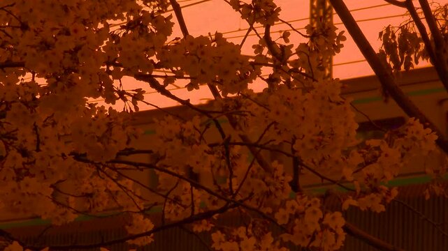 Golden cherry blossom silhouettes at sunset