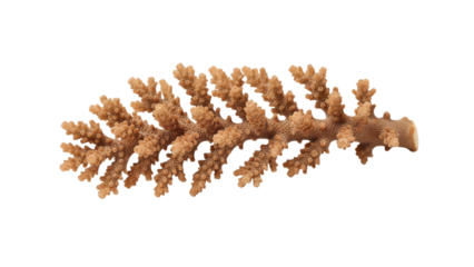 A close-up of a branch-like coral structure, with a textured surface, set against a stark black background