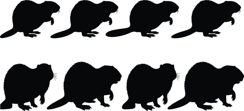 Beaver Silhouette Vector Set with Walking and Standing Poses Isolated on White Background Wildlife Illustration