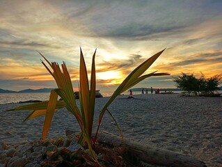 Small coconut tree with sunset on background 