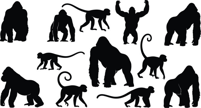 Gorilla and Monkey Silhouette Vector Set with Different Poses Movements and Expressions Isolated on White
