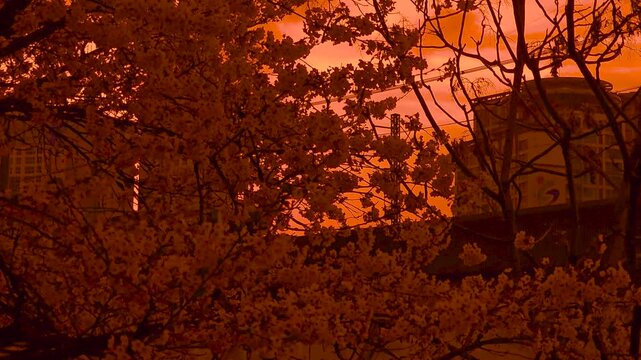 Golden cherry blossom silhouettes at sunset