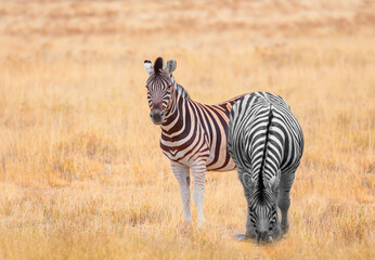 Obraz premium A group of zebras standing among the yellow grass in Kruger National Park in South Africa, in the African savannah, during a safari - Kruger National Park, South Africa