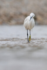Little Egret Egretta garzetta walking in shallow water front view