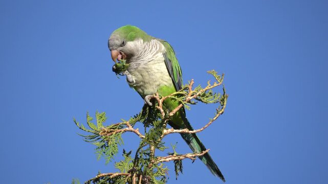 Cotorra Argentina or myiopsitta monachus perched on a branch eating pine cone. 4K