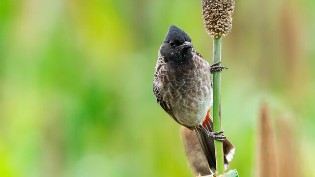 Red Vented Bulbul