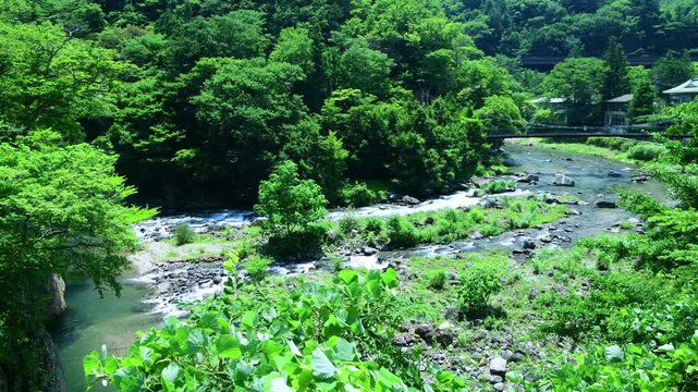 栃木県那須塩原市　塩原温泉に流れる箒川と山ゆりの吊橋