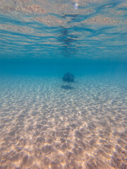Obraz premium Sea Turtles Swimming Underwater – Loggerhead (Caretta Caretta) and Green Turtle