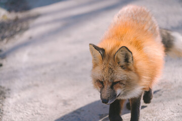 蔵王のキツネ © rika_portrait