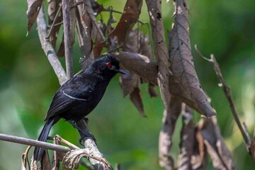 A black bird with fiery eyes scans the dead leaves and branches for food.