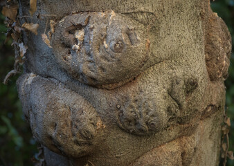 Obraz premium Old fig trunk with bumps