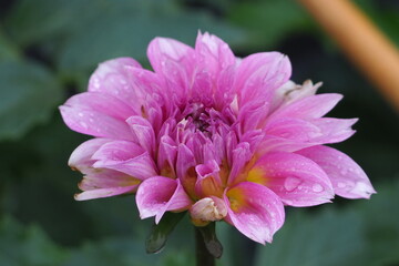 植物　8月　雨天　花