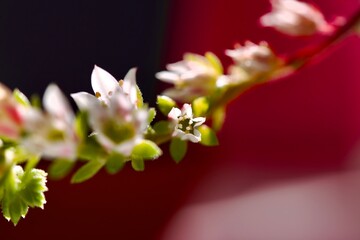 Succulent flowers in summer. Macro photography