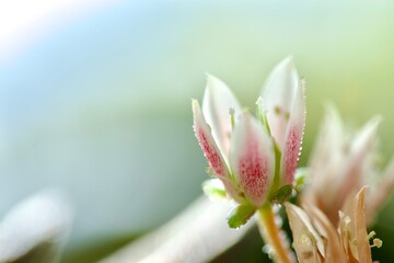 Succulent flowers in summer. Macro photography