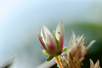 Succulent flowers in summer. Macro photography