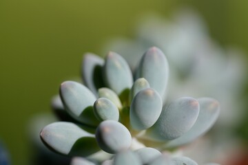 Succulents in summer. Macro photography