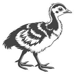 Fototapeta premium White back ground a black and white illustration of a blue colour baby peacock.