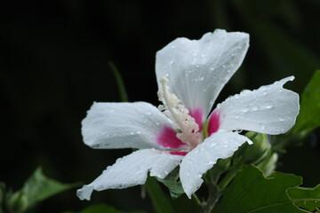 植物　花　夕方　雨天　