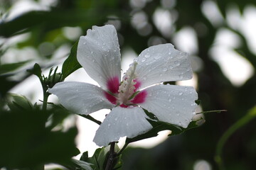 植物　花　夕方　雨天　