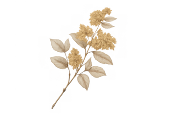 Golden vintage floral branch with dried beige leaves, a watercolor botanical illustration on transparent background