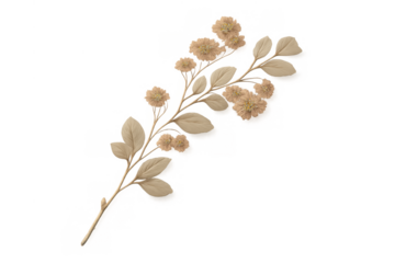 Dried floral branch with beige leaves and delicate light brown flowers on transparent background