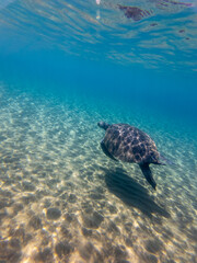 Naklejka premium Sea Turtles Swimming Underwater – Loggerhead (Caretta Caretta) and Green Turtle