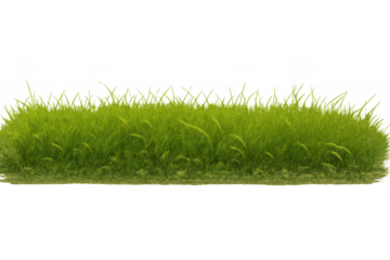 Lush green grass strip growing on a transparent background, depicting nature, growth, and ecology elements