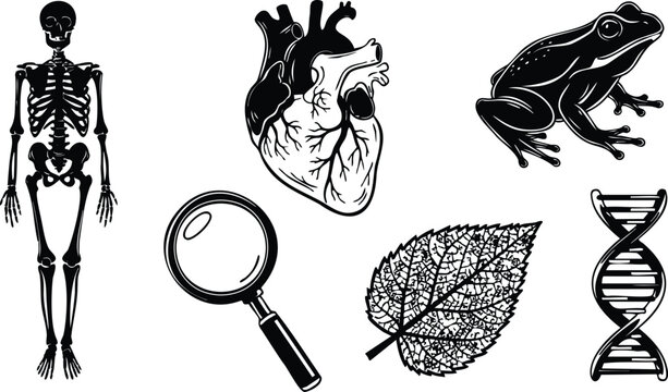 Engraving style vector set showing human skeleton anatomical heart frog magnifying glass leaf and dna icons arranged on white background detailed linework close up scientific education