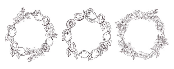 Obraz premium A set of wreaths of plums, flowers, leaves, halves of plums. Vector illustration