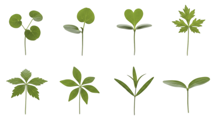 Set of young green sprouts, germinating seeds and seedlings isolated on transparent background PNG (हरे अंकुर का सैट)