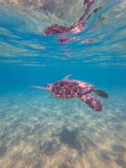 Fototapeta premium Sea Turtles Swimming Underwater – Loggerhead (Caretta Caretta) and Green Turtle