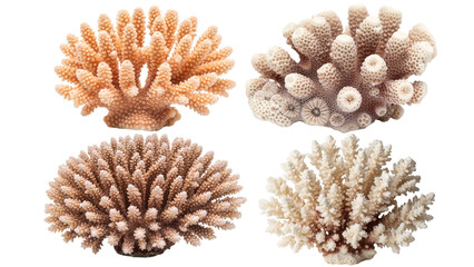 Four coral reef samples arranged on a black background, showing varying shapes and colors of the marine organisms