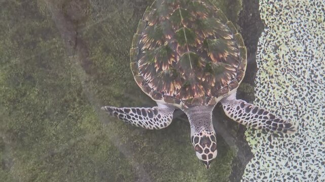 A hawksbill sea turtle (Eretmochelys imbricata) swimming slowly through clear, shallow water in a pond.