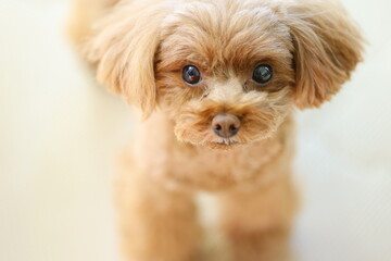 目力が強いトイ・プードル