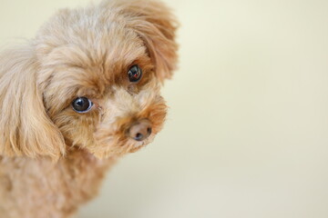 目力が強いトイ・プードル