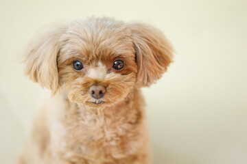 目力が強いトイ・プードル