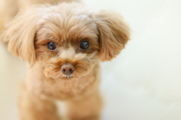 目力が強いトイ・プードル