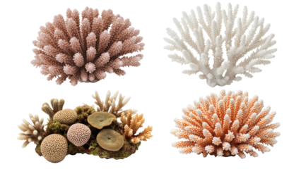 Four coral reef specimens, showcasing diverse colors and textures against a transparent background. Each presents unique branching structures