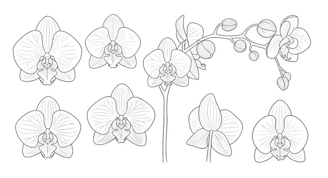 Detailed set of phalaenopsis orchid flowers and stems illustrated in a delicate black and white vintage engraving line art style.